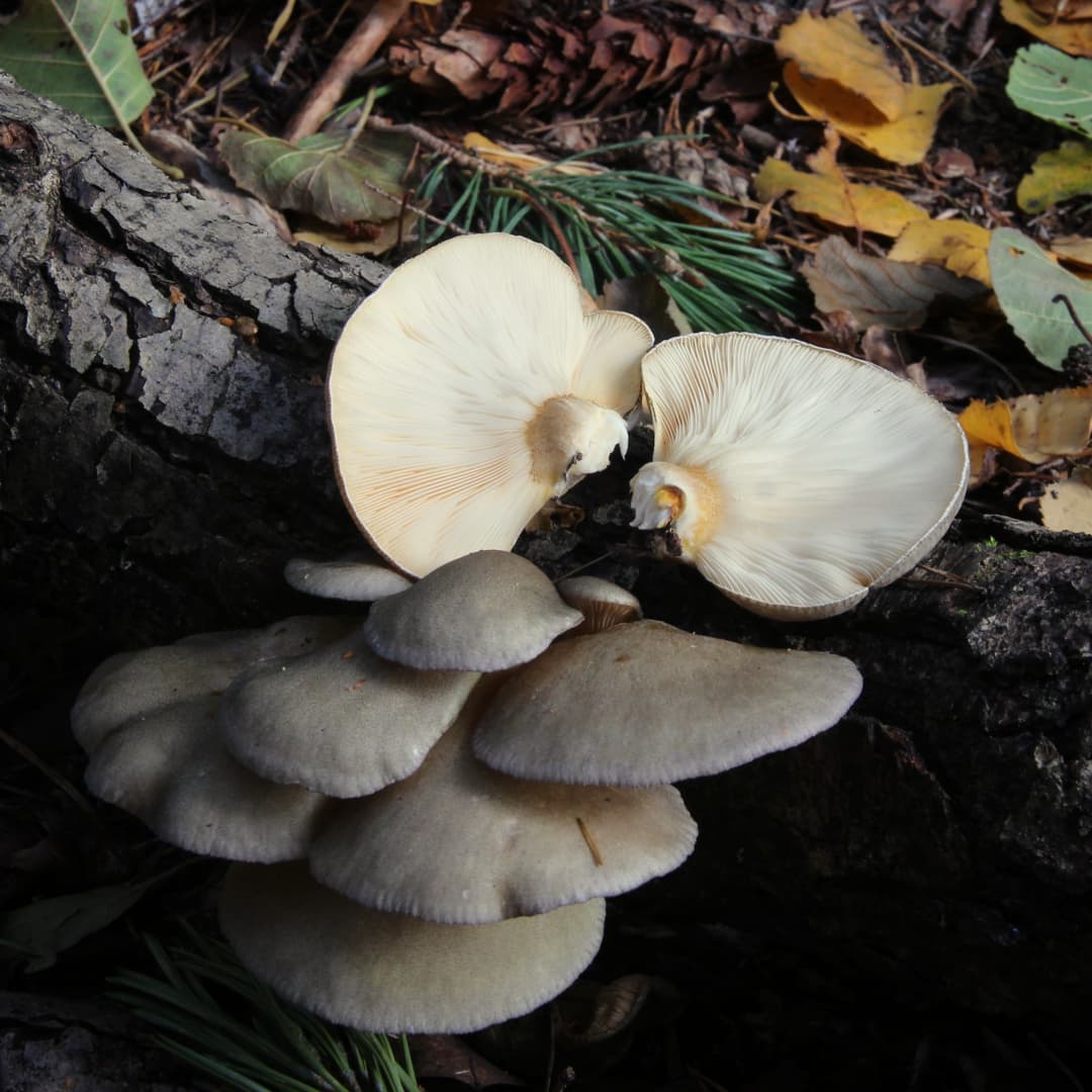 Поздняя вешенка (Panellus serotinus)