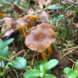 Лисичка желтеющая (Craterellus lutescens)