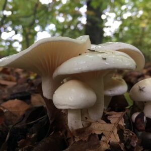 Гигрофор желтовато-белый (Hygrophorus eburneus)