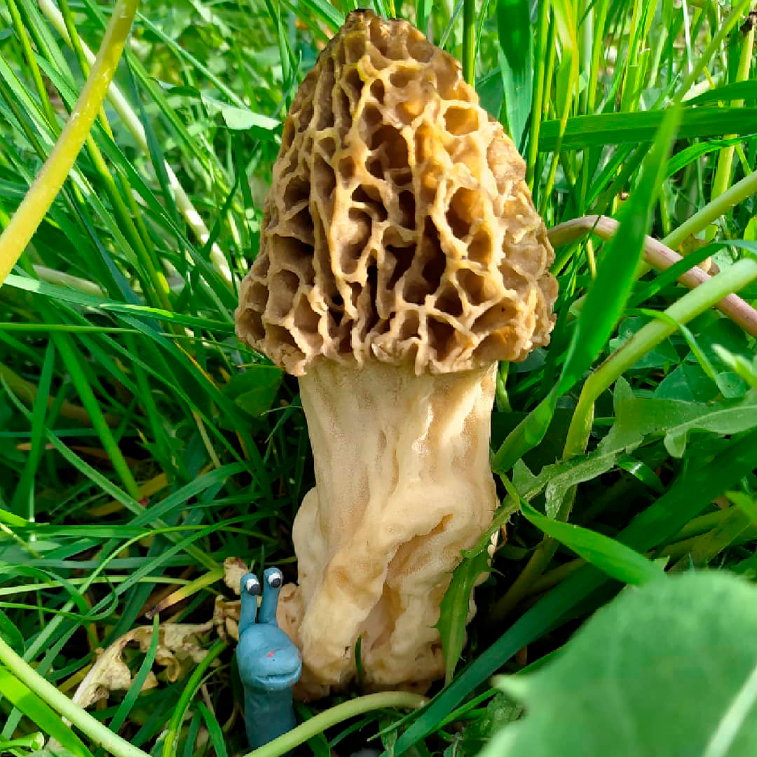 Сморчок толстоногий (Morchella crassipes)