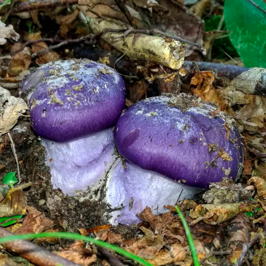 Паутинник голубоопоясанный (Cortinarius balteatocumatilis)