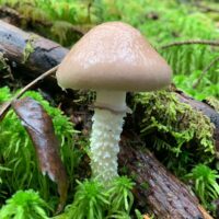 Строфария горнеманна (Stropharia Hornemannii)