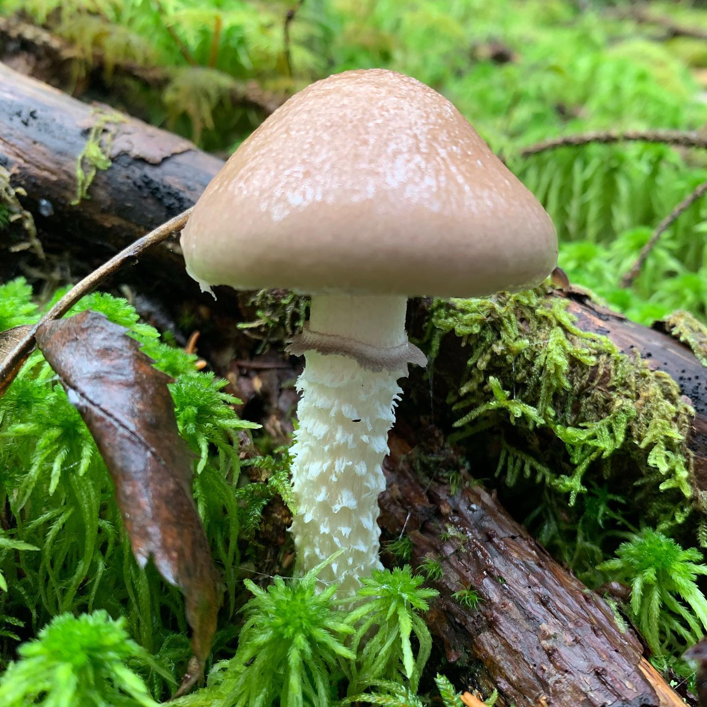 Строфария горнеманна (Stropharia Hornemannii)