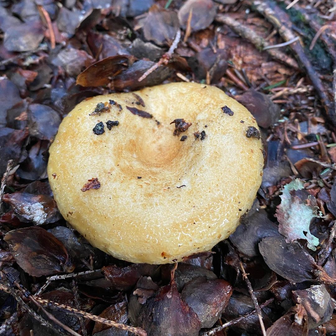 Желтая волнуха (Lactarius scrobiculatus)