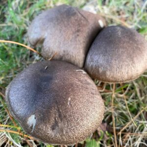 Рядовка землисто-серая (Tricholoma terreum)