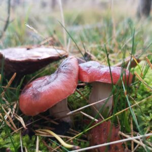 Мокруха розовая (Gomphidius roseus)