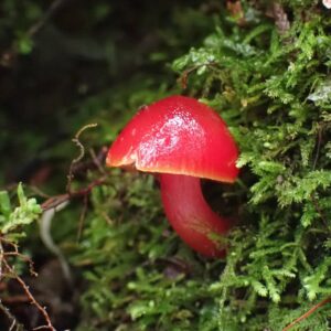 Гигроцибе багряная (Hygrocybe coccinea)