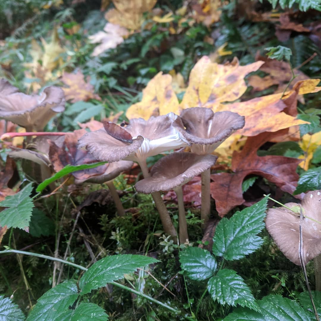 Говорушка бокаловидная (Pseudoclitocybe cyathiformis)
