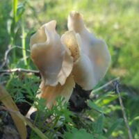 Гельвелла млечная (Helvella lactea)