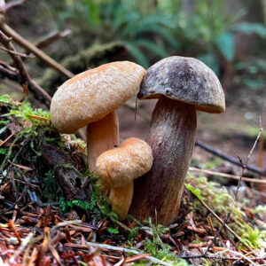 Мокруха войлочная (Chroogomphus tomentosus)