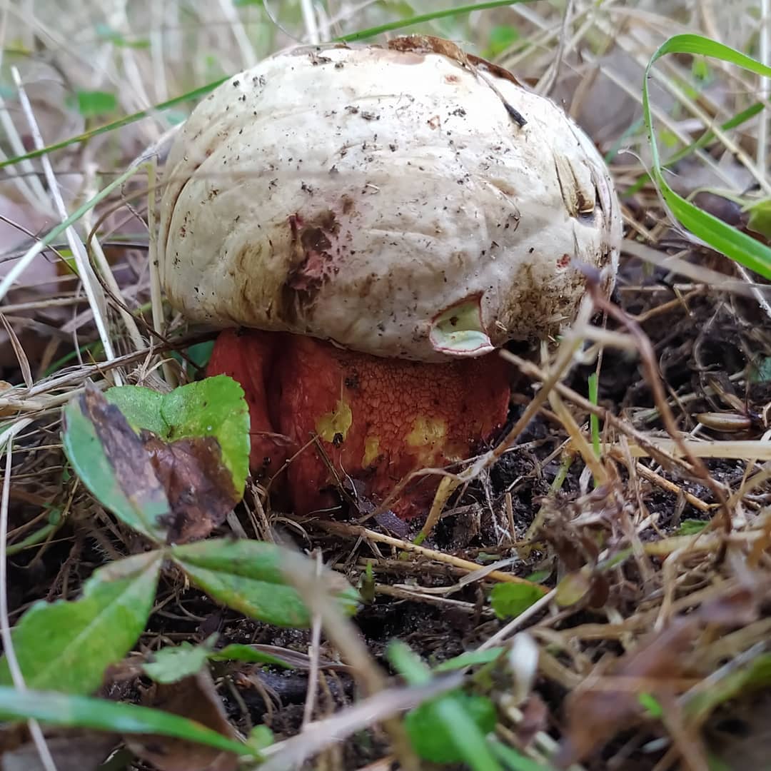 Сатанинский гриб (Boletus satanas)