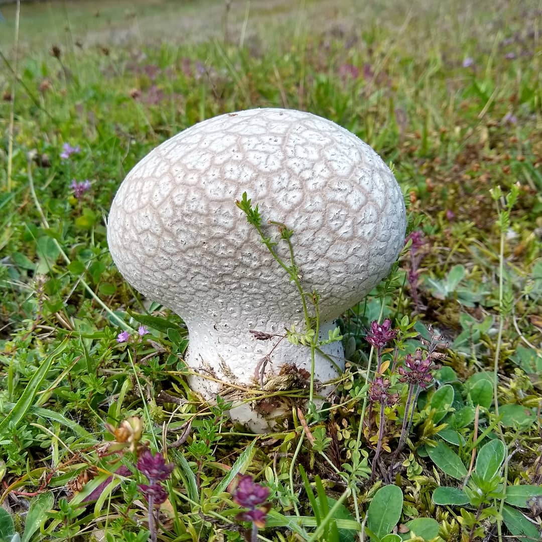 Головач мешковатый (Bovistella utriformis)