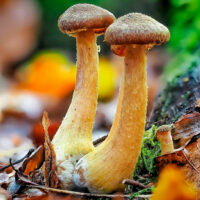 Опёнок луковичноногий (Armillaria cepistipes)