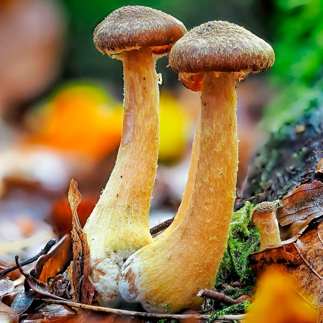 Опёнок луковичноногий (Armillaria cepistipes)