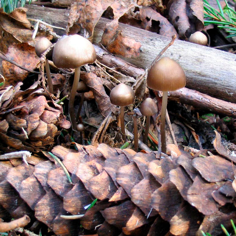 Мицена шишколюбивая (Mycena strobilicola)