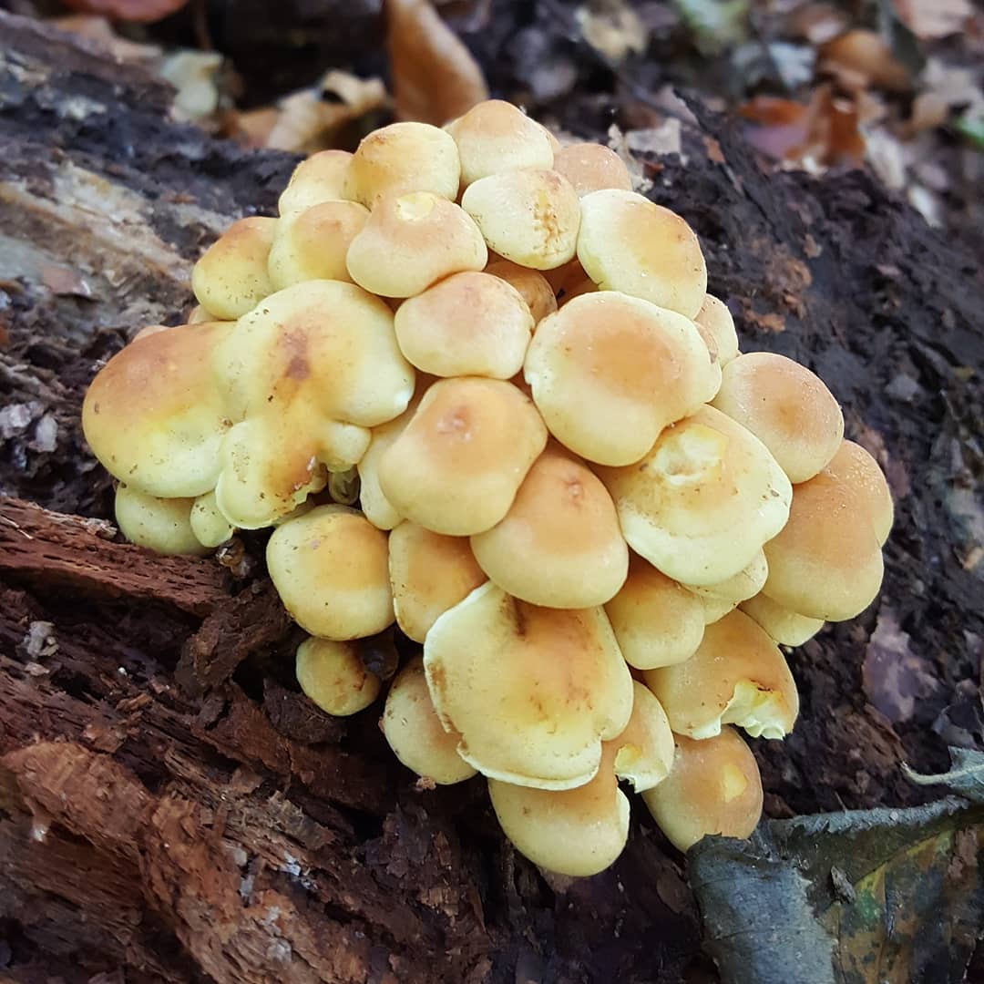 Опенок (ложноопенок) серопластинчатый (Hypholoma capnoides)