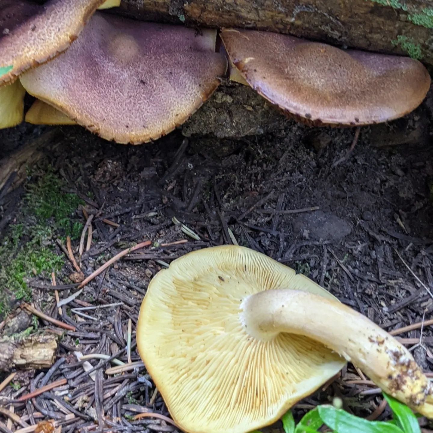 Опенок сосновый (Tricholomopsis rutilans)