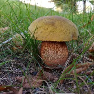 Дубовик оливково-бурый (Suillellus luridus)