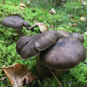 Гигрофор чёрный (Hygrophorus camarophyllus)