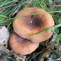 Молочай (Lactarius volemus)