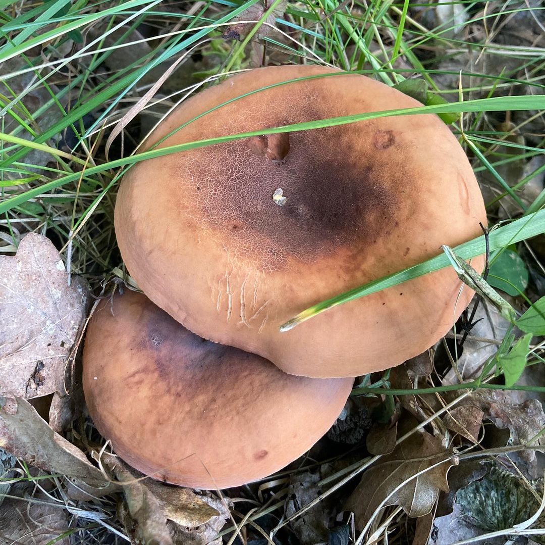 Молочай (Lactarius volemus)