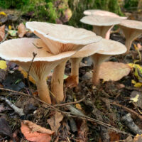 Говорушка подогнутая (Infundibulicybe geotropa)