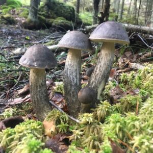 Разноцветный подберезовик (Leccinum variicolor)