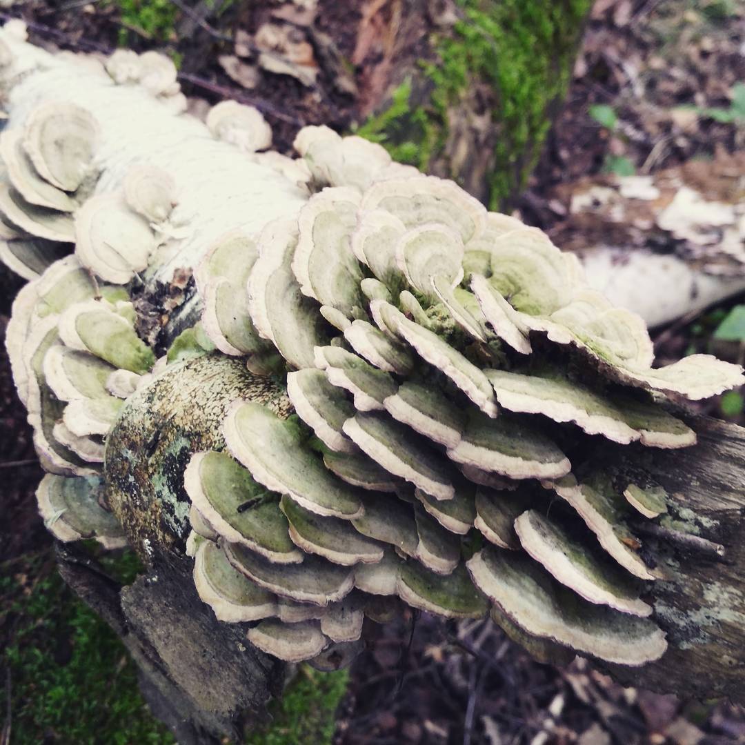 Траметес пушистый (Trametes pubescens)