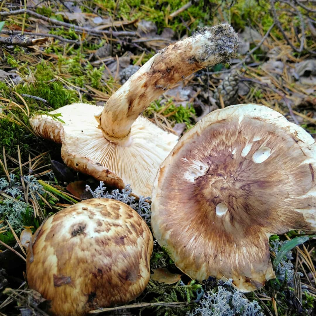 Рядовка опенковидная (Tricholoma focale)