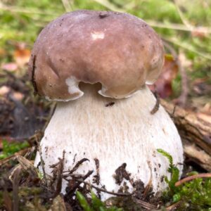 Подосиновик боровой (Boletus edulis)