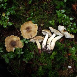 Рядовка Гульден (Tricholoma guldeniae)