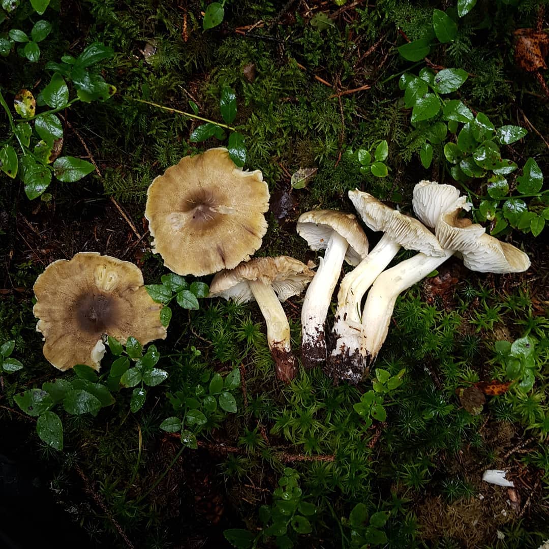 Рядовка Гульден (Tricholoma guldeniae)