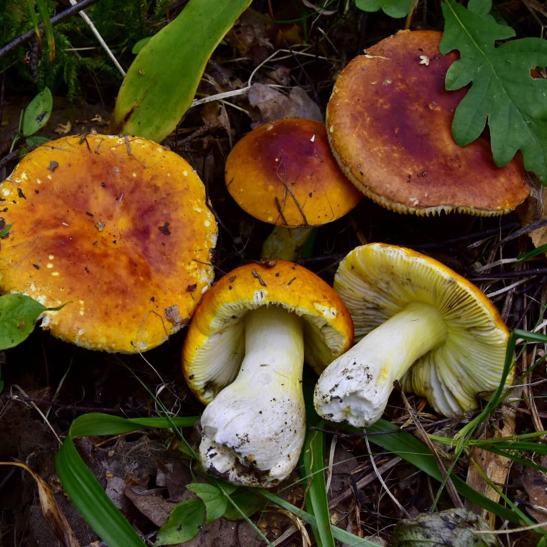 Сыроежка золотисто-красная (Russula aurea)