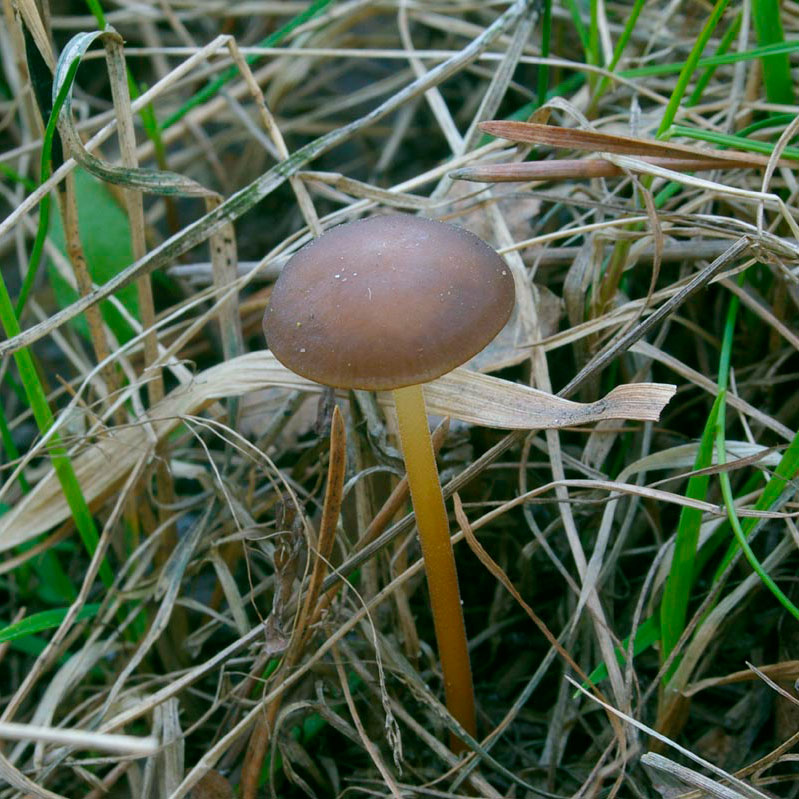 Стробилюрус черенковый (Strobilurus tenacellus)