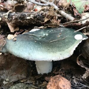 Сыроежка сине-желтая (Russula cyanoxantha)