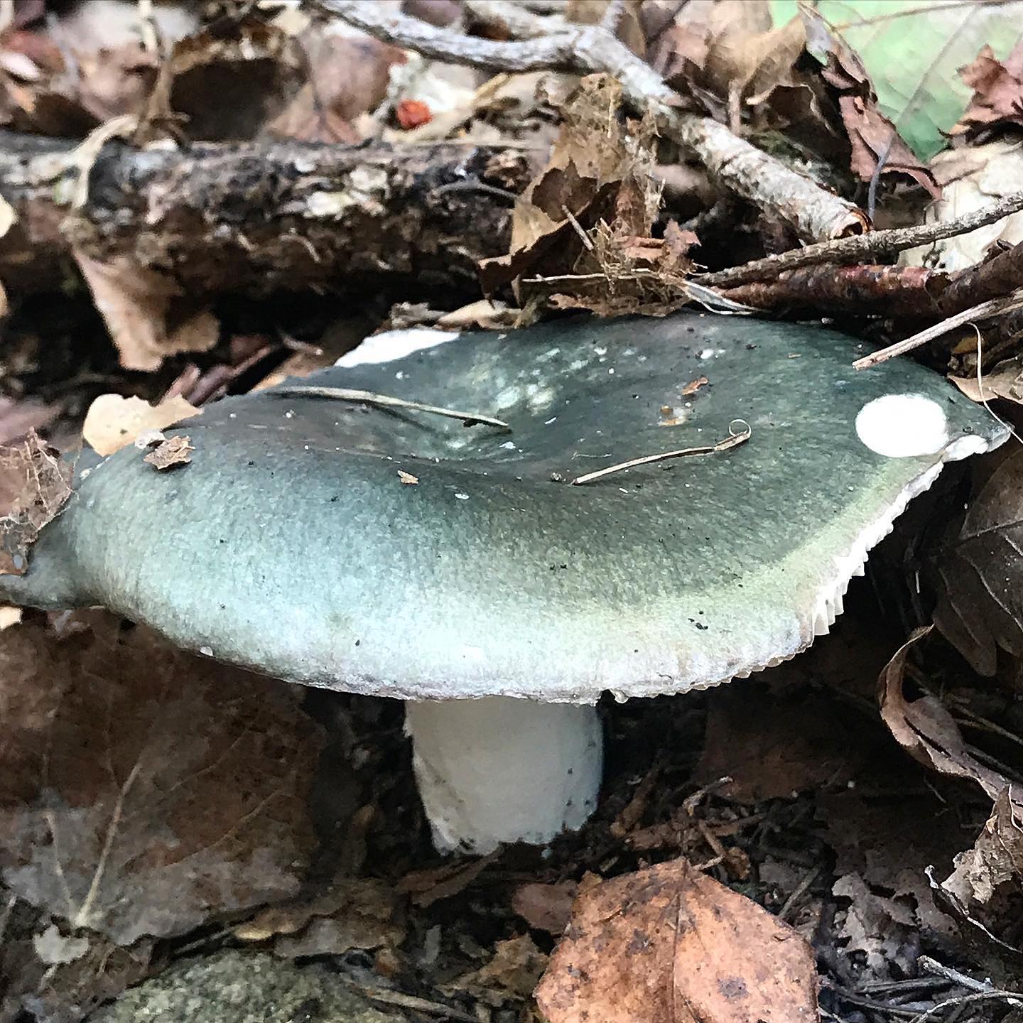 Сыроежка сине-желтая (Russula cyanoxantha)