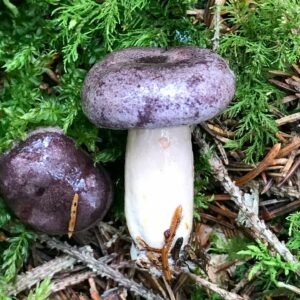 Млечник обыкновенный (Lactarius trivialis)