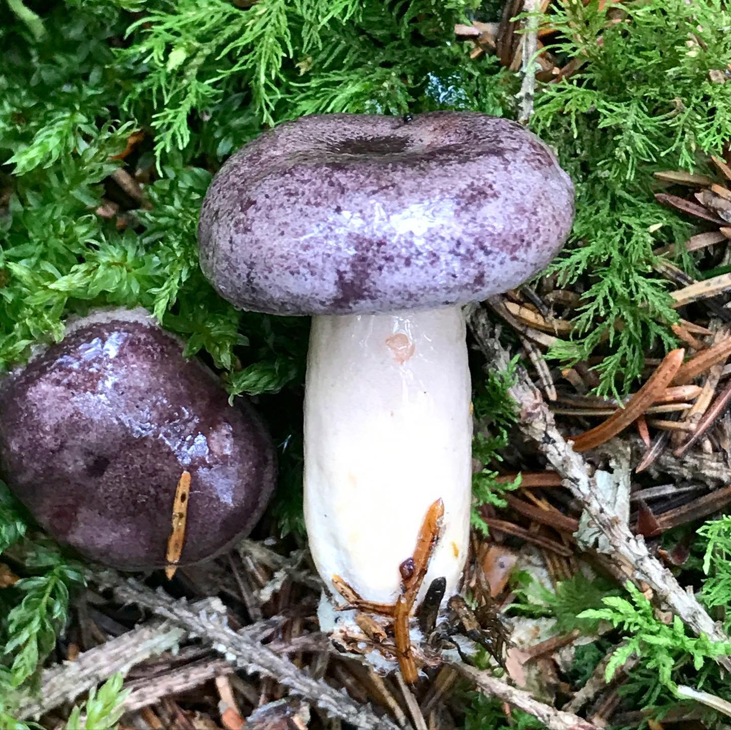 Млечник обыкновенный (Lactarius trivialis)
