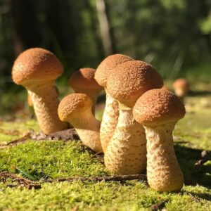 Опенок медовый (Armillaria borealis)