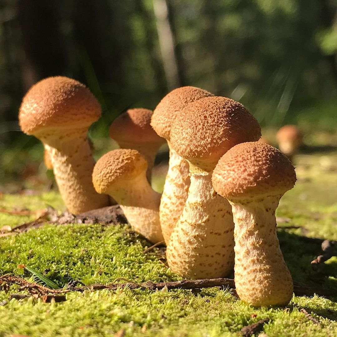Опенок медовый (Armillaria borealis)