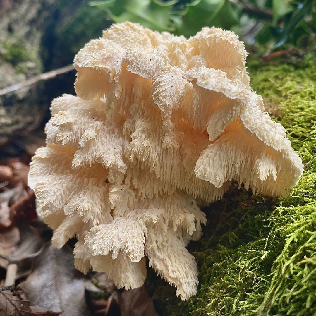 Ежовик усиковый (Hericium cirrhatum)