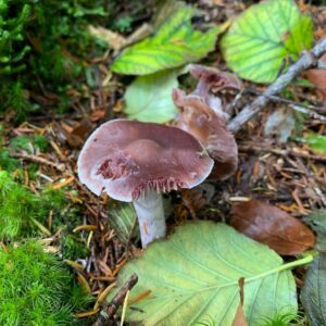 Паутинник блистательный (блестящий) (Cortinarius evernius)
