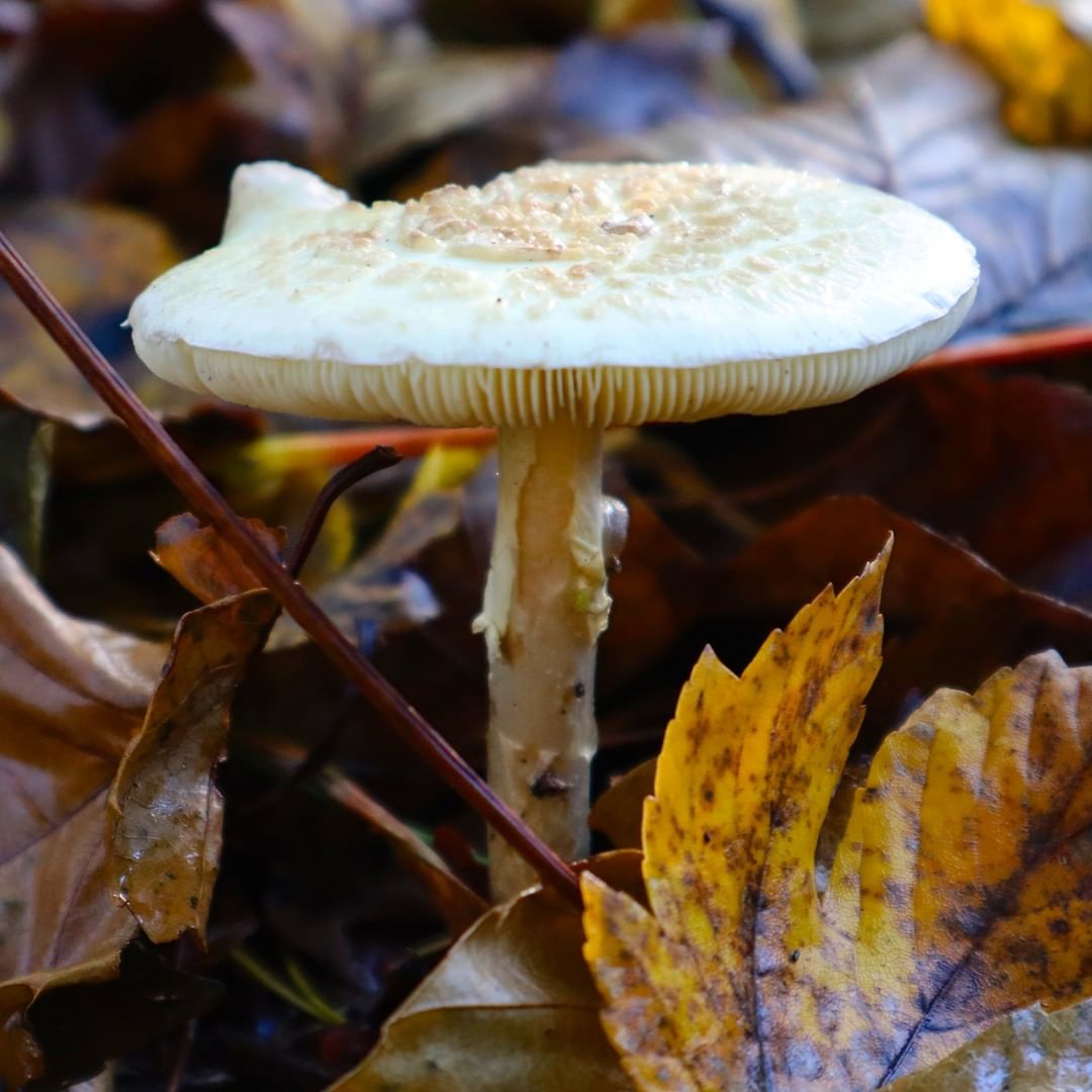 Мухомор поганковидный (Amanita citrina)