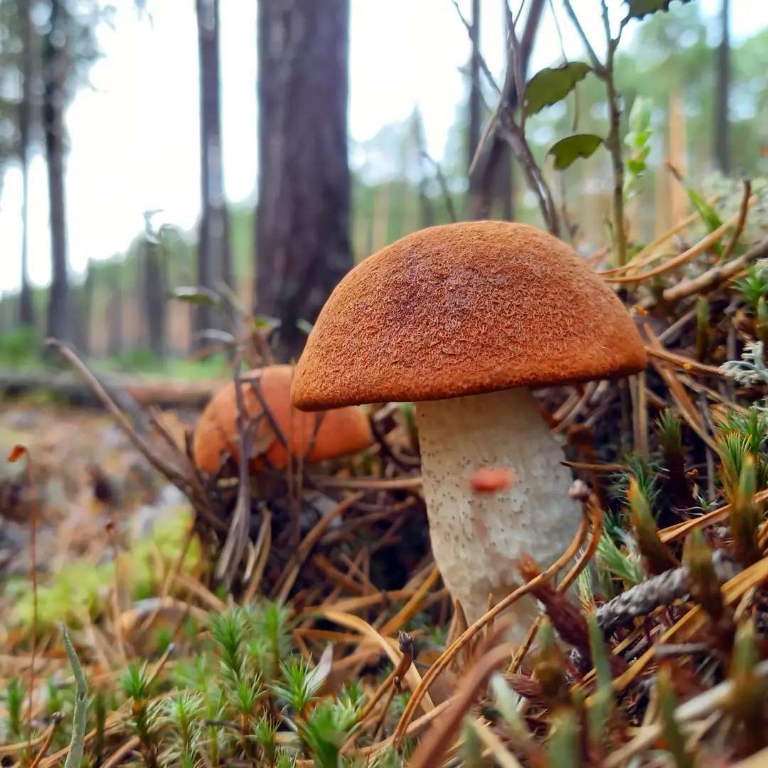Подосиновик сосновый (Leccinum vulpinum)