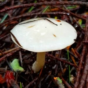 Гигрофор еловый (Hygrophorus piceae)
