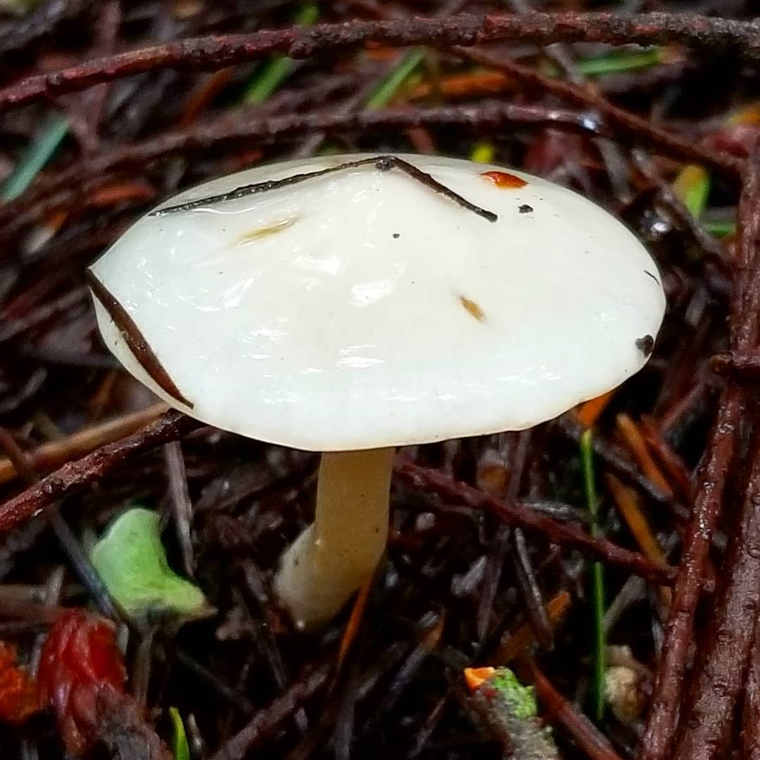 Гигрофор еловый (Hygrophorus piceae)