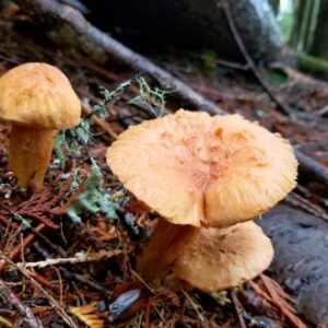 Мокруха войлочная (Chroogomphus tomentosus)