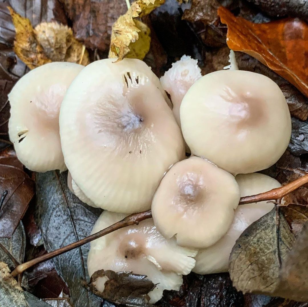 Говорушка благоухающая (Clitocybe fragrans)