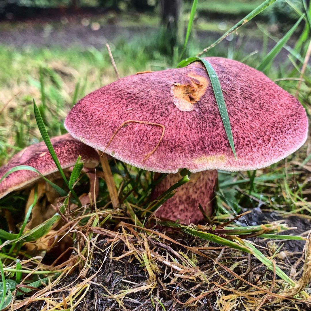 Рядовка желто-красная (Tricholomopsis rutilans)