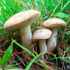 Болет Фехтнера (Boletus fechtneri)